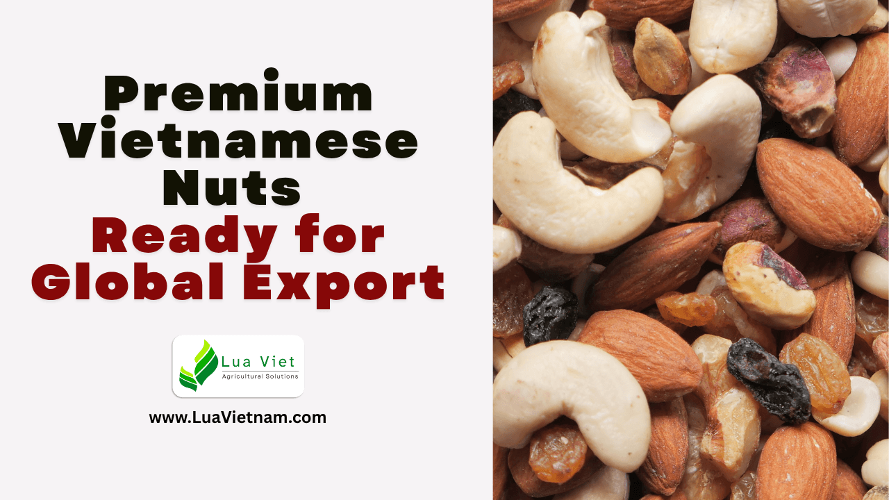Premium Vietnamese Nuts — Ready for Global Export
