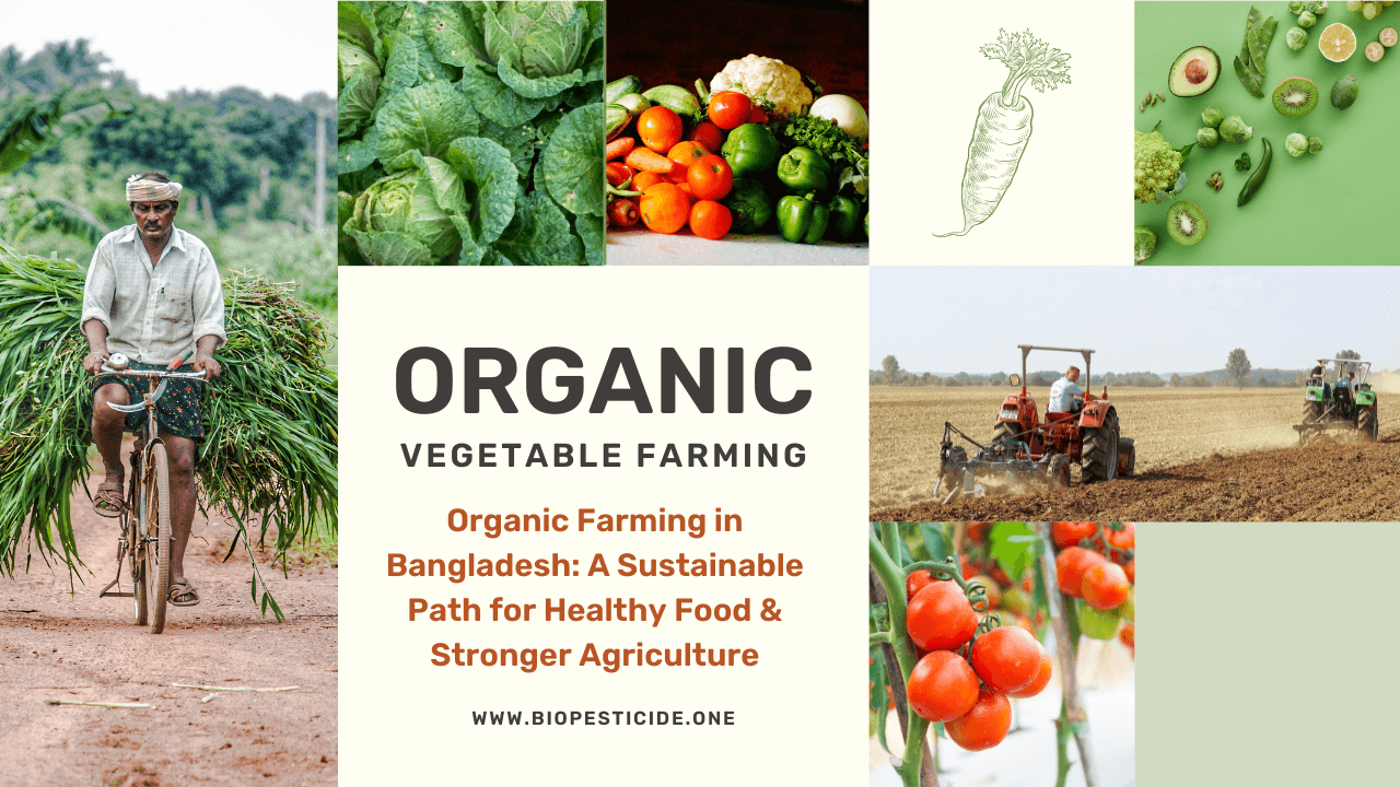 Organic Farming in Bangladesh: A Sustainable Path for Healthy Food & Stronger Agriculture